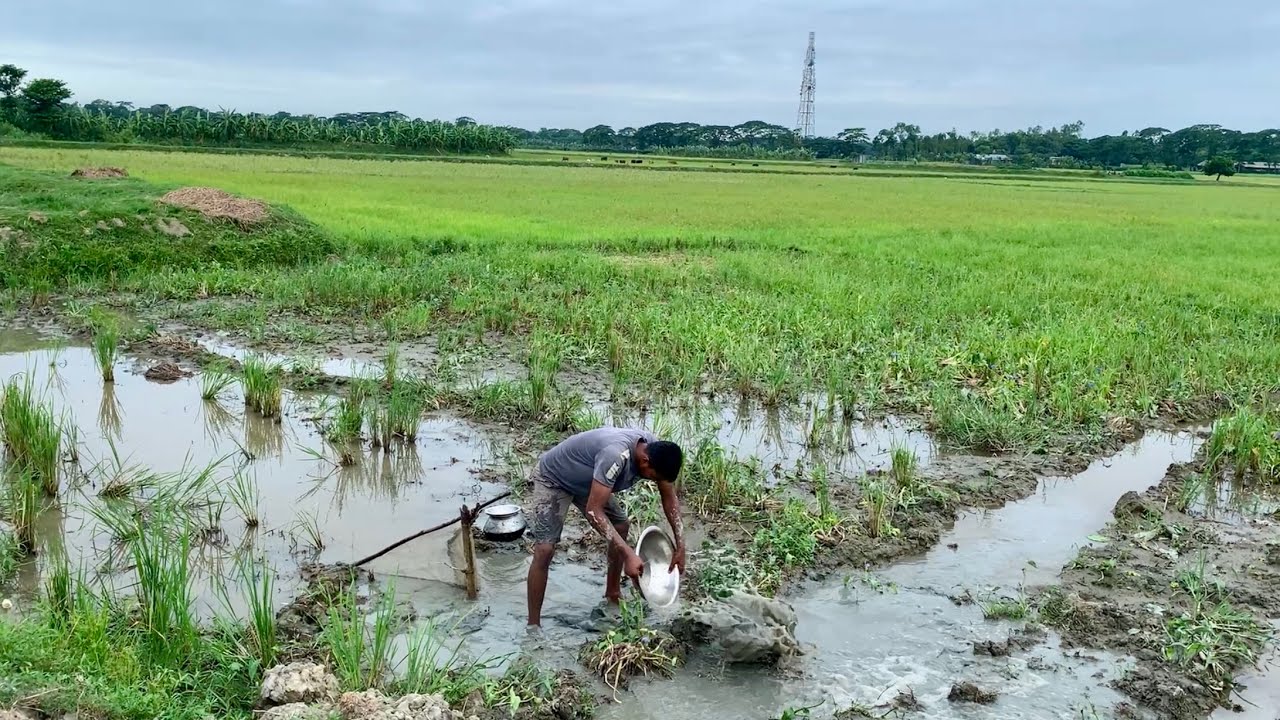 গ্রামের বিলে সেচে গ্রামের মানুষের মাছ ধরার অসাধারণ সুন্দর ভিডিও। best new village fishing videos.