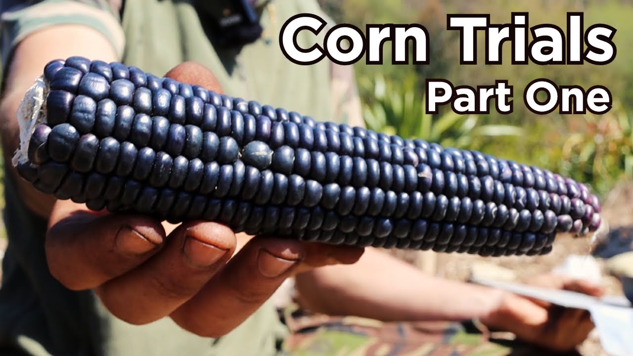 Growing Corn for Self Sufficiency - Saving Corn Seed and Module Sowing - Part 1