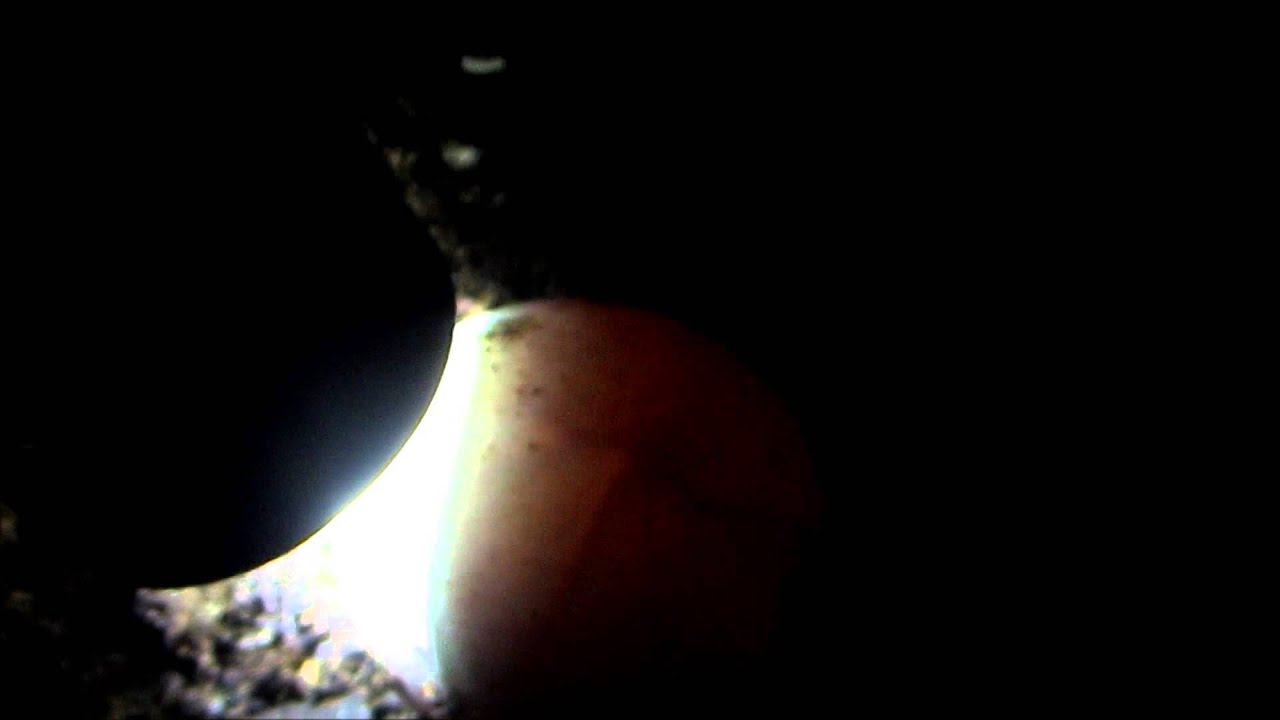 How to tell if a turtle egg is alive or not