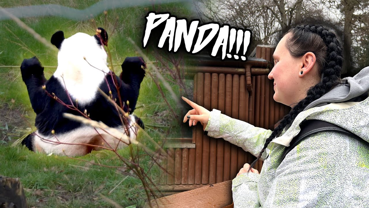 We flew to Edinburgh Zoo to see Pandas!