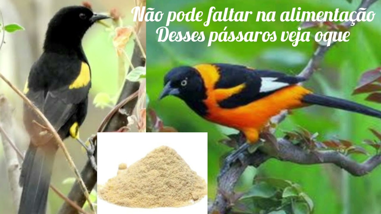 corrupiao e xexeu de bananeira não pode faltar na alimentação deles
