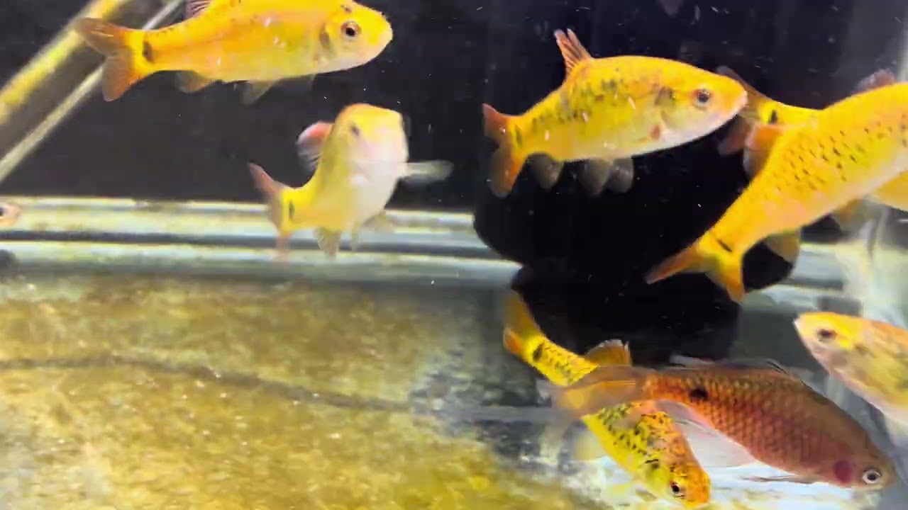 V&iacute;deo de todos os peixes da loja parte 2 de 4