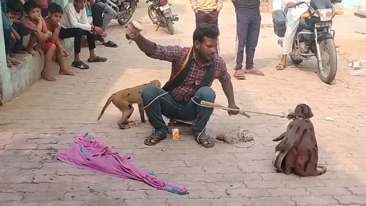 Monkey comedy video hd
