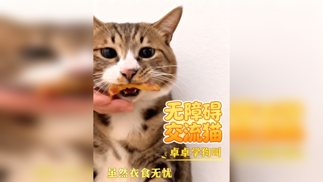 它是一只可以和铲屎官，无障碍交流的猫！