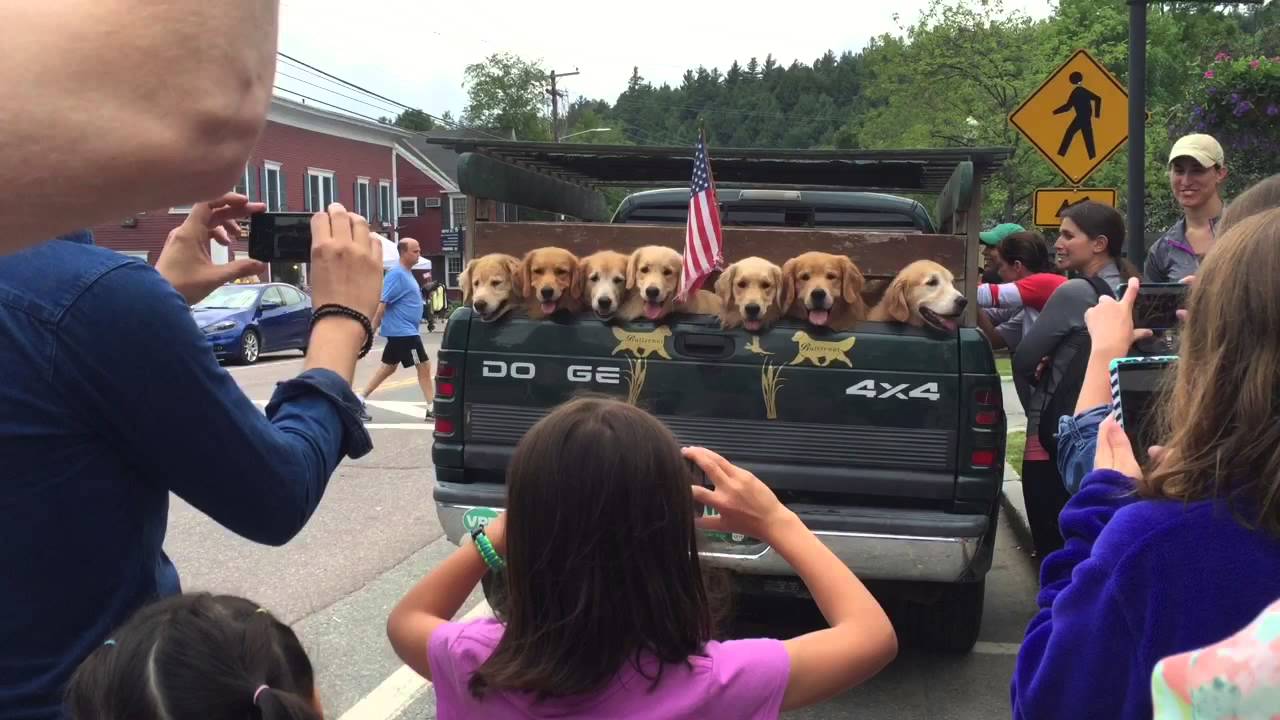 Butternut Goldens -- Hot Dogs In the Summer Time