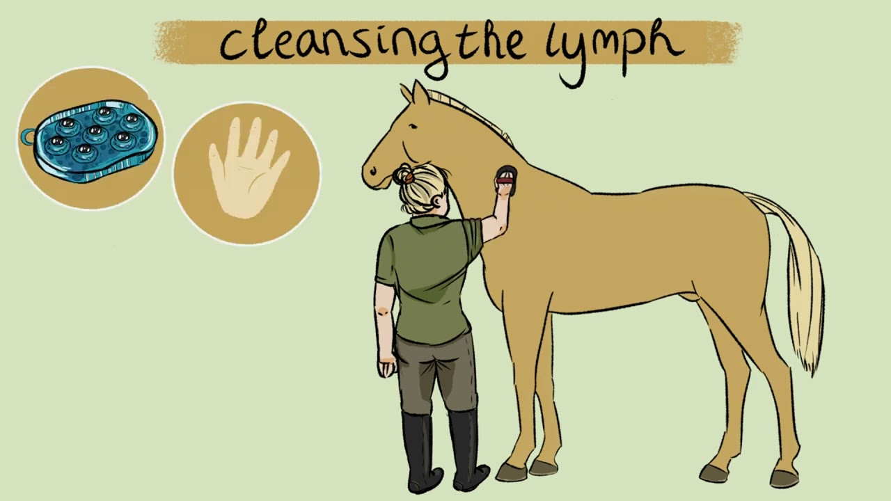 Video Lymphatic system of the horse