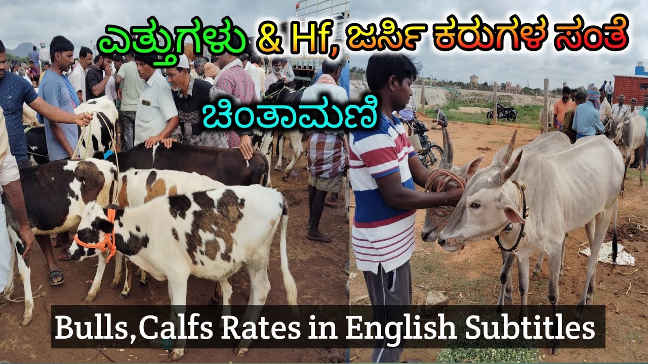 Bulls,Hf, Jersey Calfs Market Chintamani | ದೊಡ್ಡ ಕರುಗಳು ಸಣ್ಣ ಕರುಗಳ ಮಾರುಕಟ್ಟೆ | Mohan Crazy Kannada