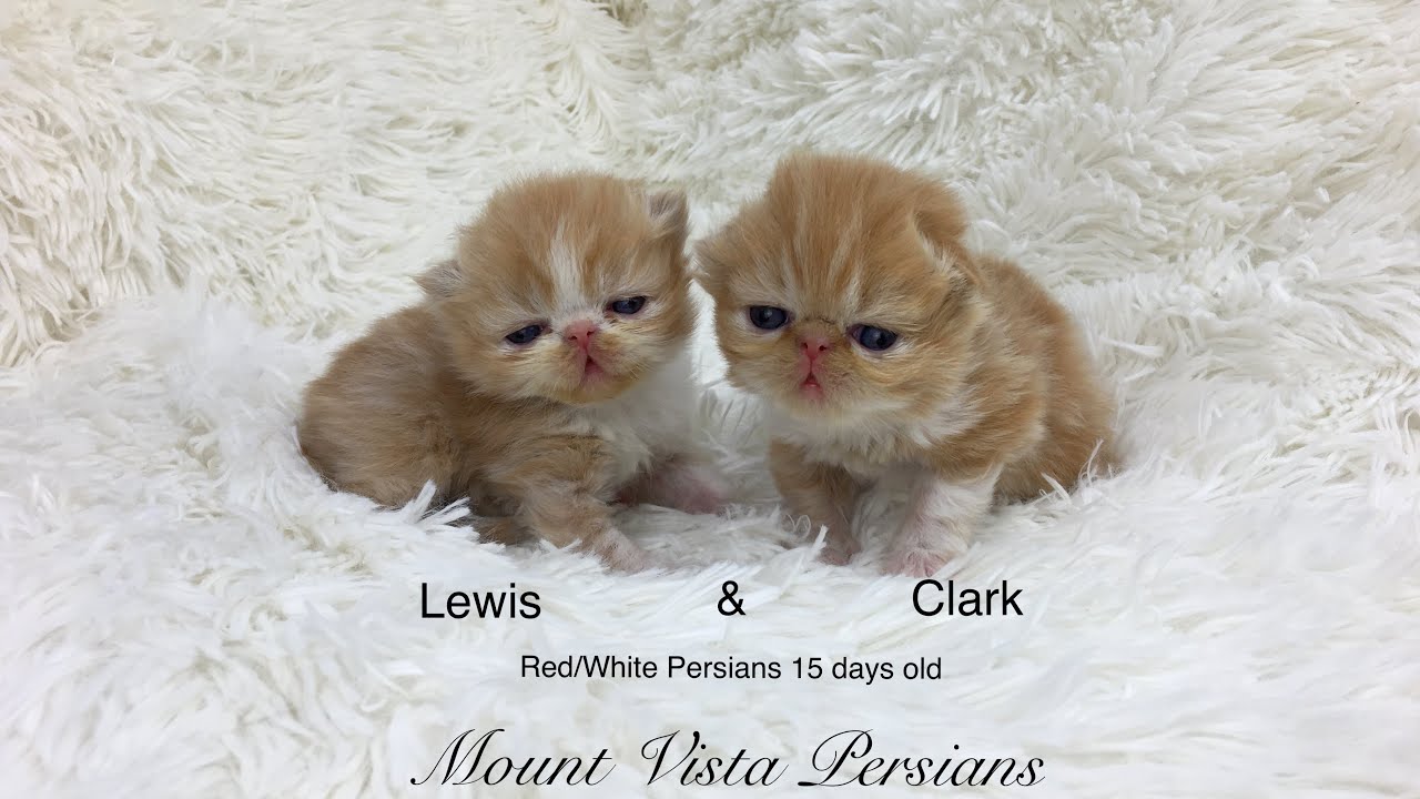 Red and White Bi-Color Persian boys in Arkansas