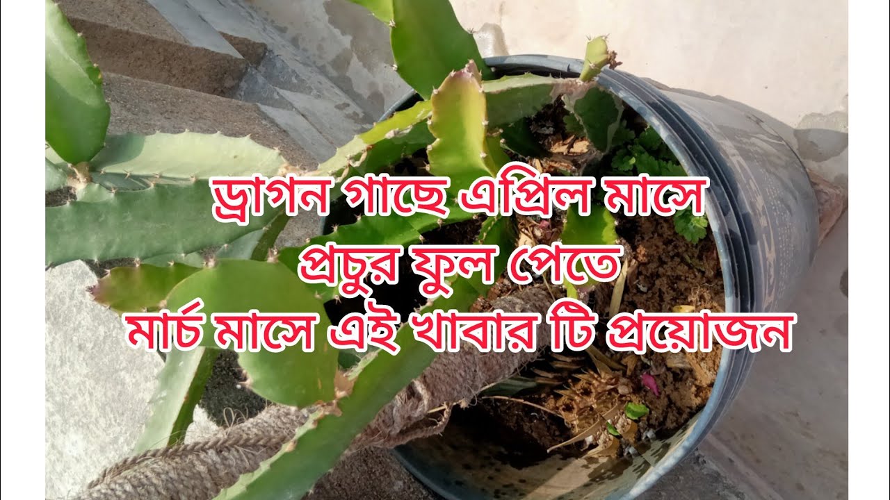 Dragan fruit এপ্রিল মাসে প্রচুর ড্রাগন ফুল ফল পেতে মার্চ মাসে অবশ্যই এই খাবার প্রয়োজন। 14 March 2026