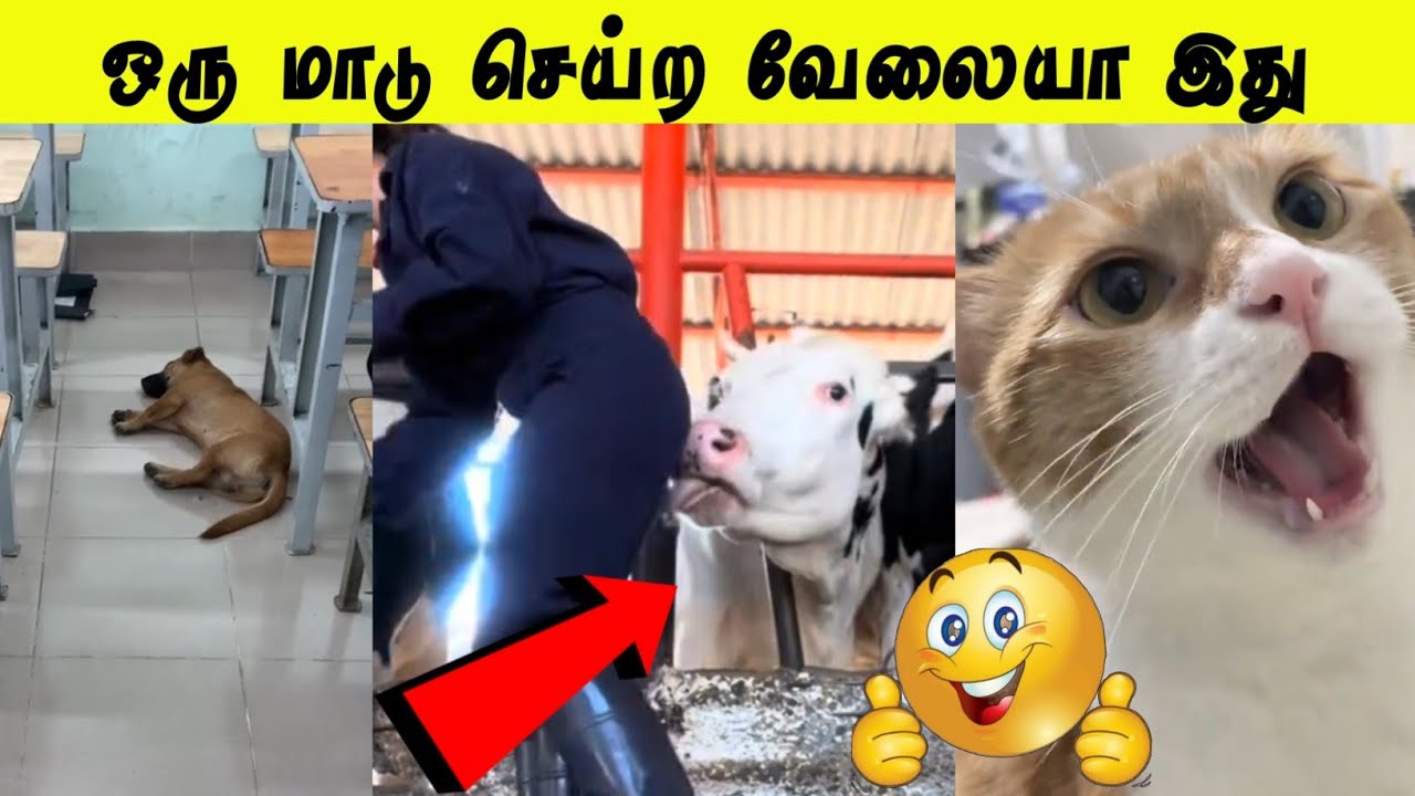 வகுப்பறையிலேயே தூங்கிய நாய் 🤣 | என்ன வேலை பாக்குது பாருங்க