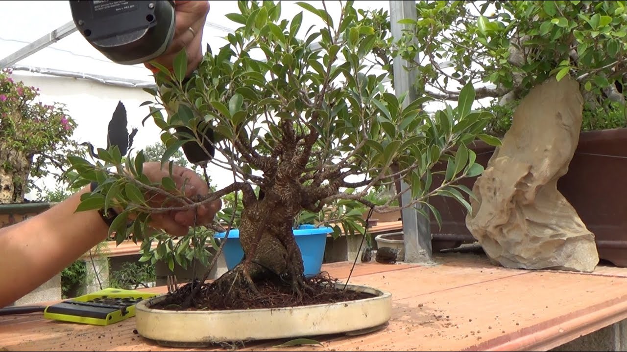Cómo hacer un Banyan - 1ª parte