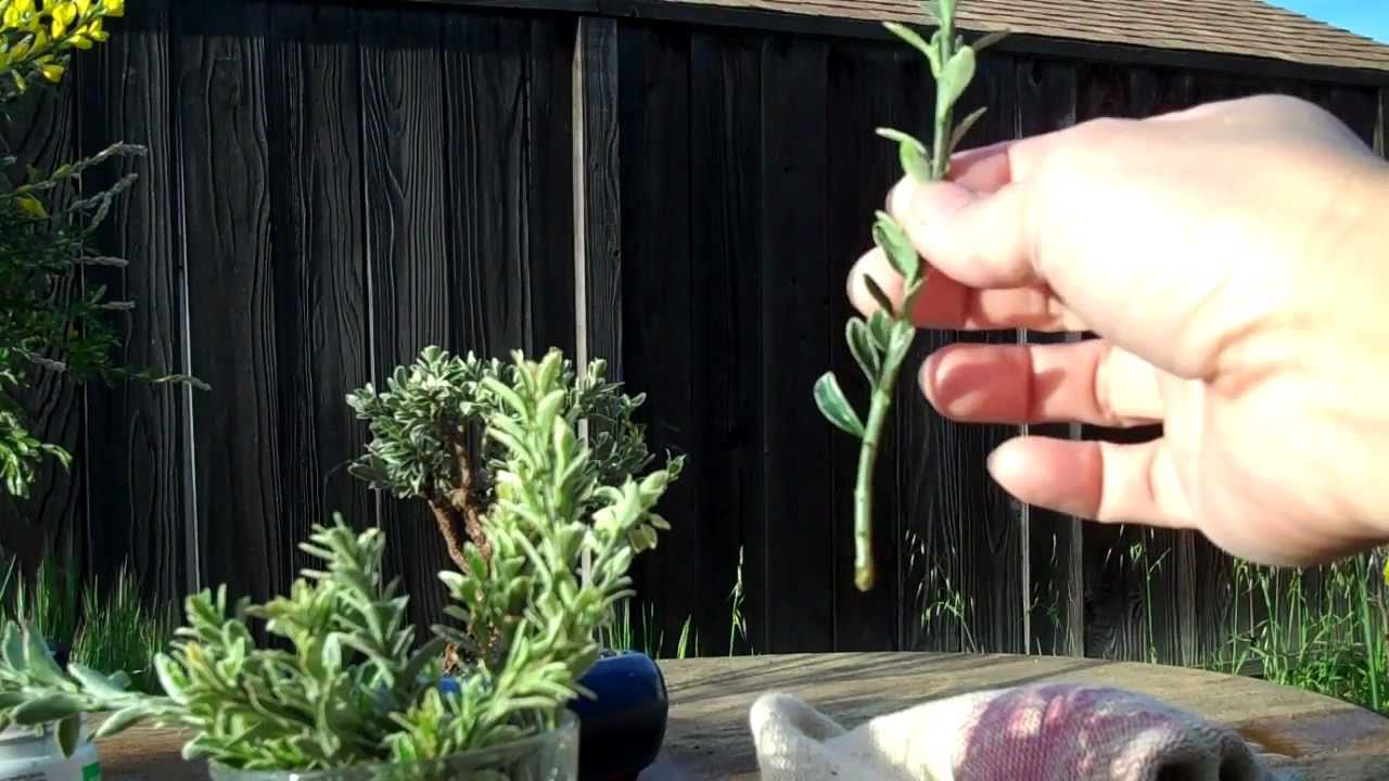 How to make Euonymus plant cuttings.mp4