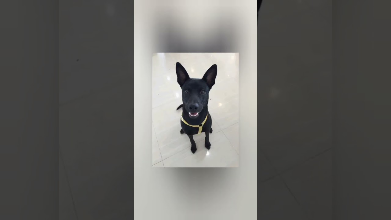 Taiwan dog #shorts #cute #beautiful #animal #animals #pet #pets #dog #dogs