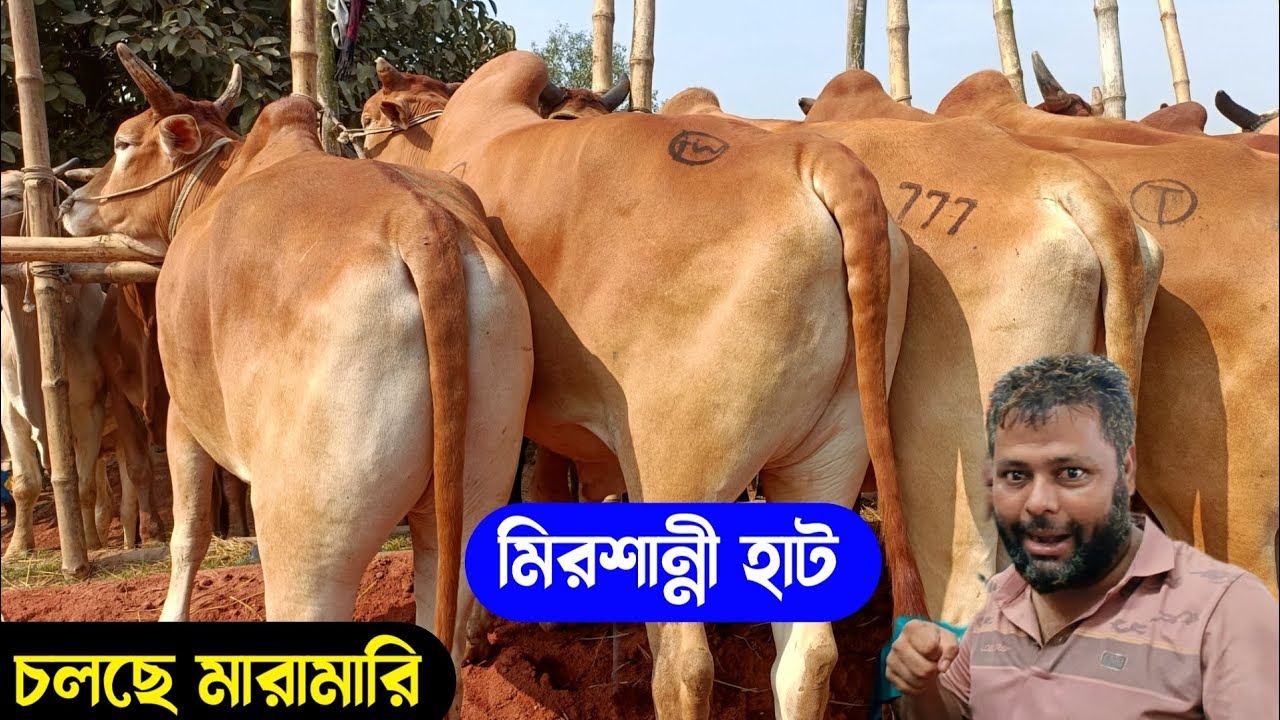 ২০২৫ কোরবানি উপযোগী বলদ গরুর দাম জানুন কুমিল্লার মিরশান্নী গরুর বাজার থেকে |