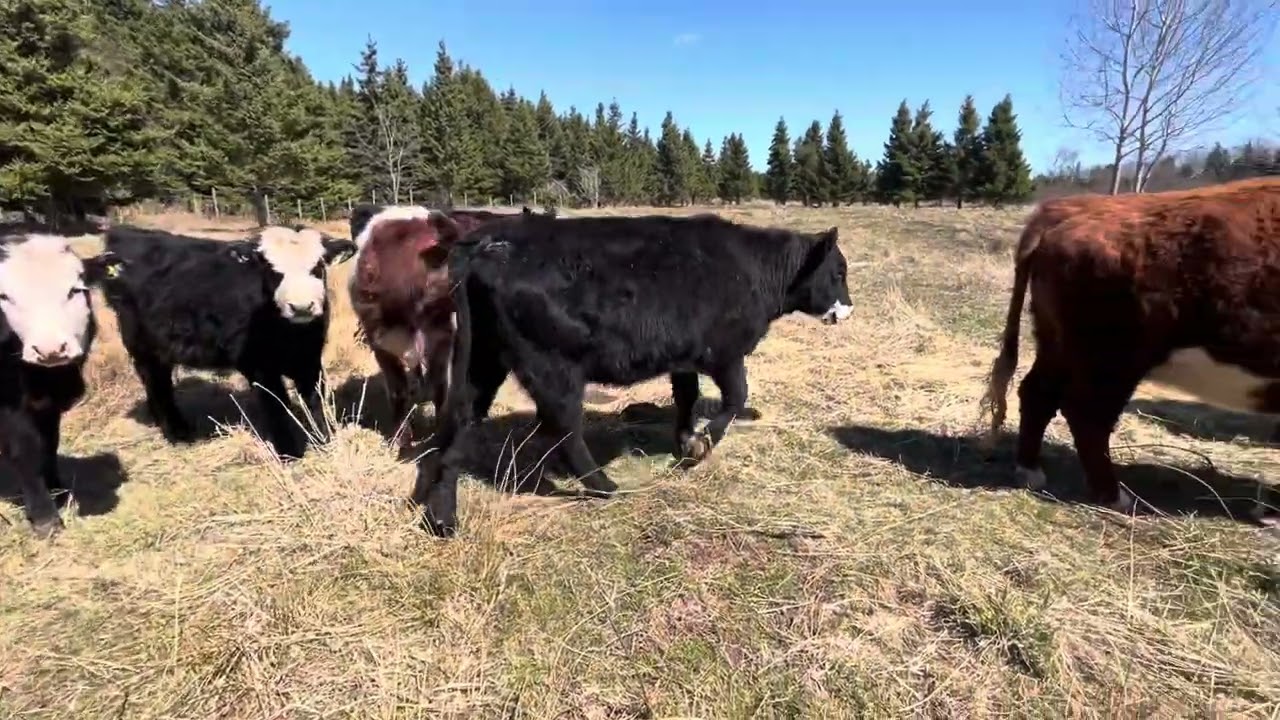 Out-wintering cattle - inspecting our cattle