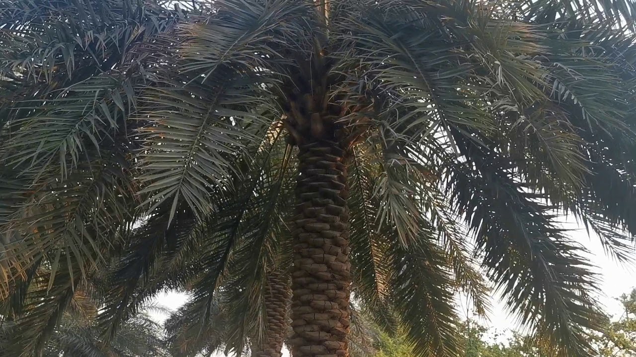 النخل والنحل في نجم البطين