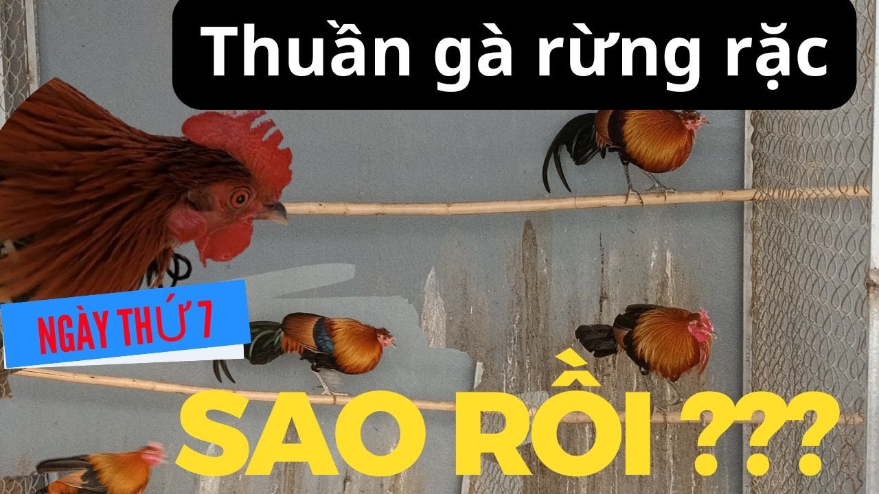 Cập nhật cách thuần gà rừng rặc sau 7 ngày ăn uống ngay trên tay || Gà Rừng Tây Bắc