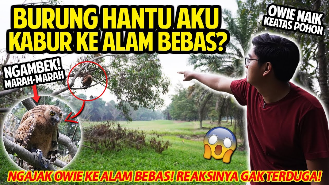 BURUNG HANTU AKU KABUR KE ALAM BEBAS? NGAJAK OWIE KE ALAM BEBAS! RANTAINYA AKU LEPAS! INI REAKSINYA!