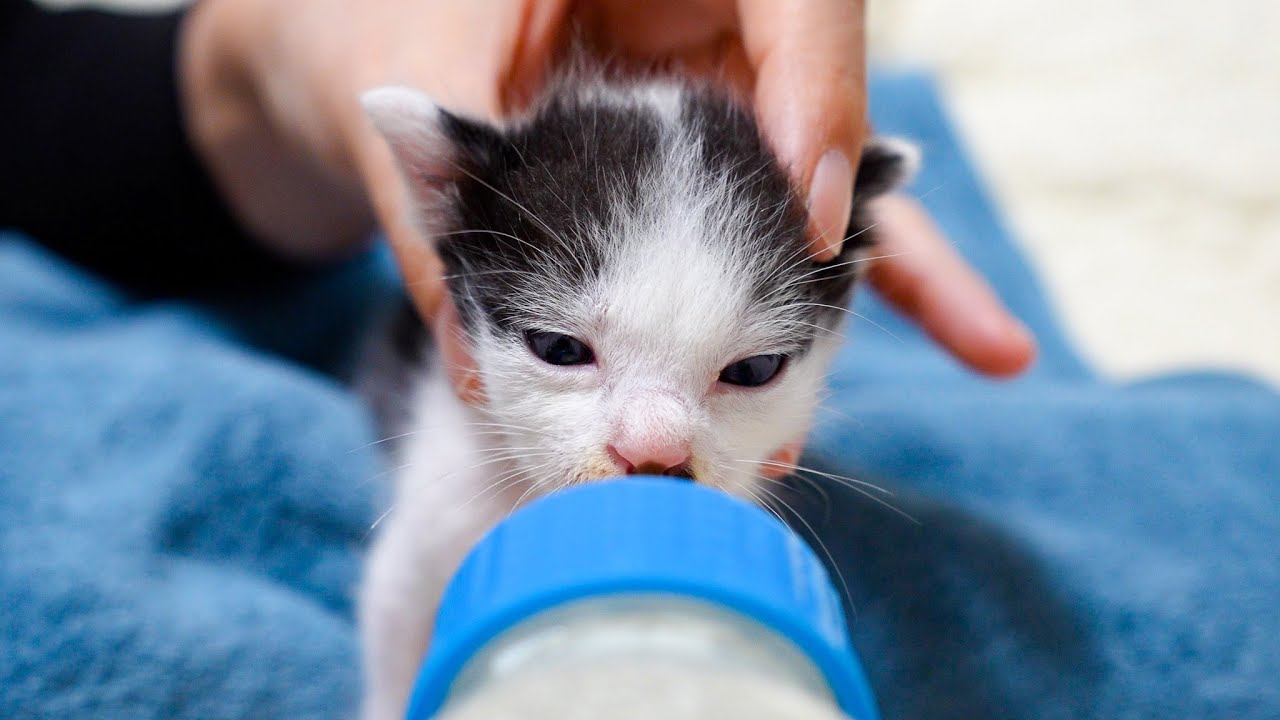 Котята с трудом пьют молоко: третий день спасения 🍼🐾