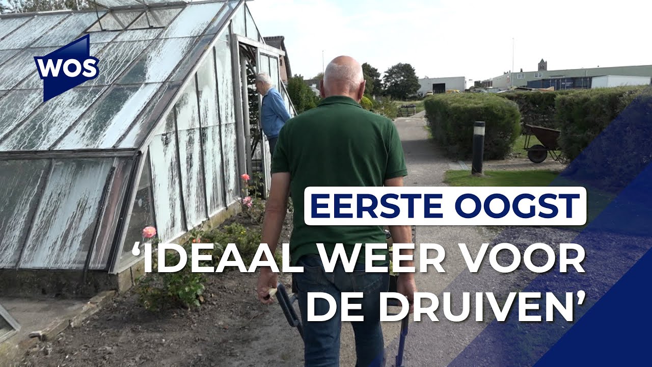 Ze zijn er weer: Westlandse druiven