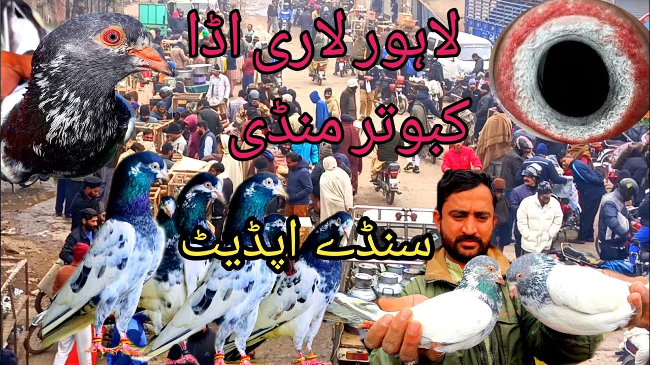  Kabootar Mandi Lahore ari Ada Golden Kabootar Mia Saab Wale #bird #pigeon  