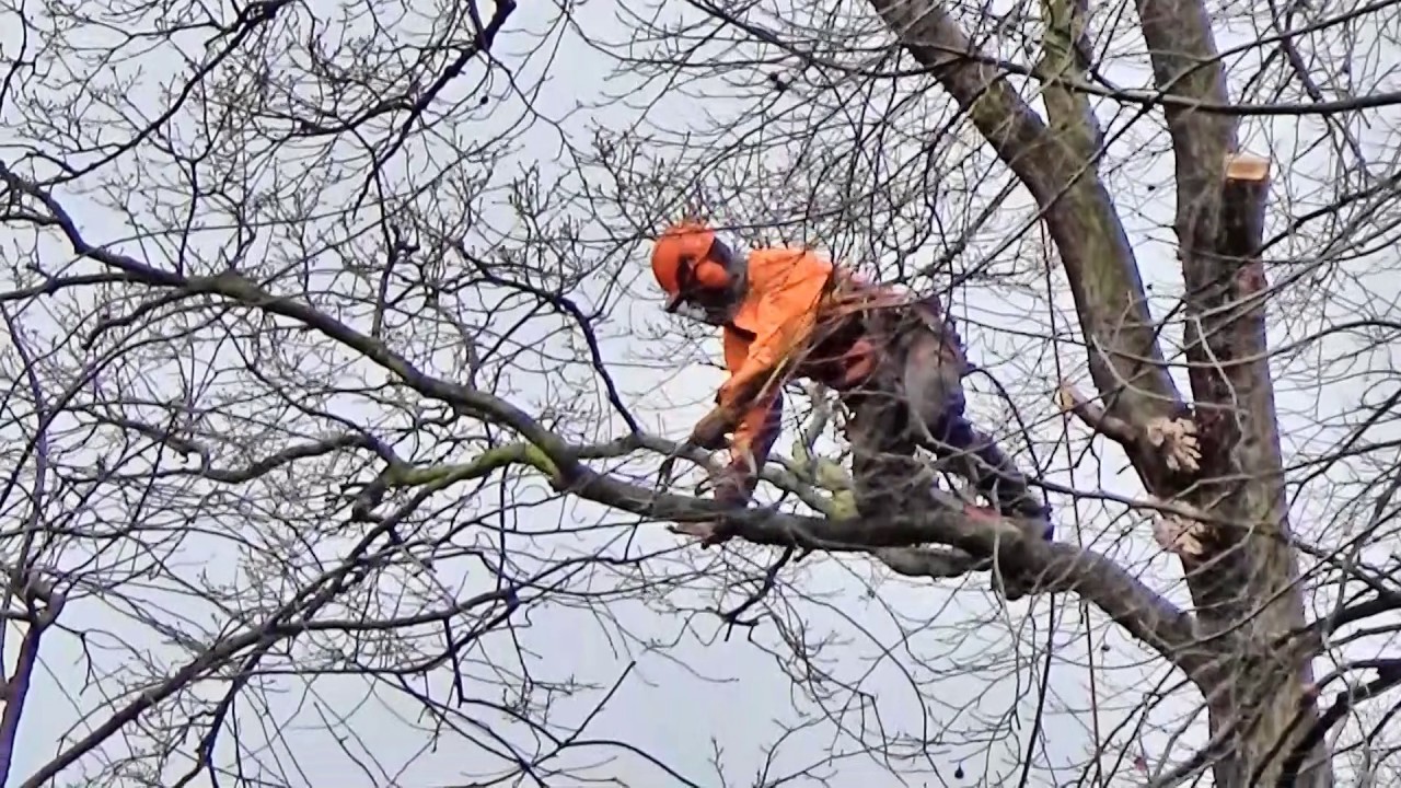 Bomen rooien Beugelbaan