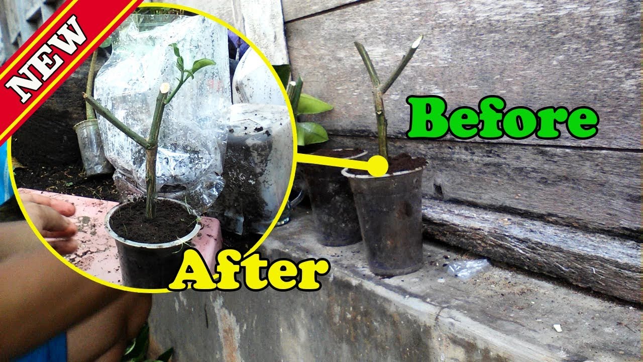Growing Pomelo From Cuttings Before and After RESULT Video by Grafting Examples