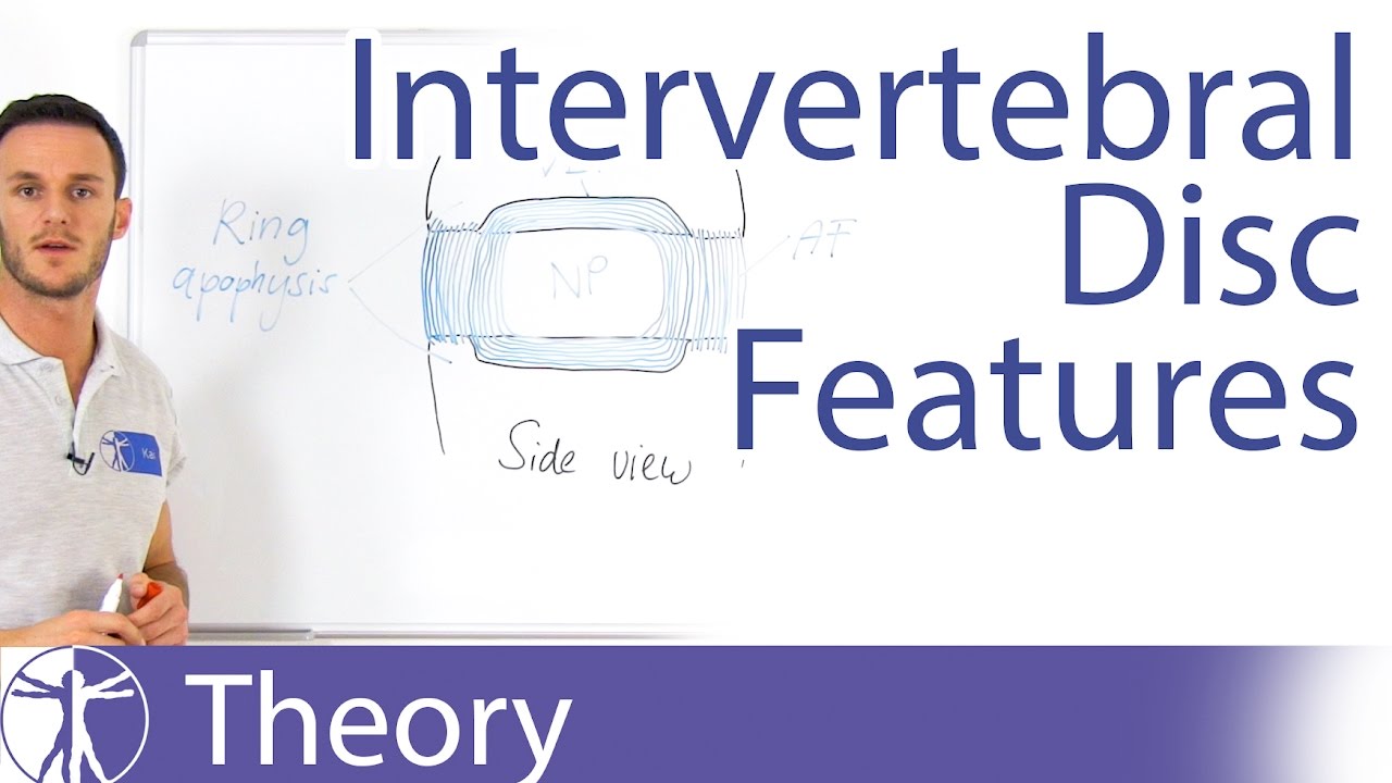 The Inter-Body Joint and the Intervertebral Disc | Lumbar Spine Series