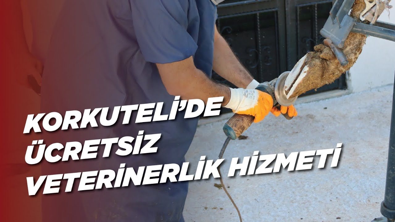 Korkuteli ilçemizde ücretsiz veterinerlik hizmeti veriyoruz