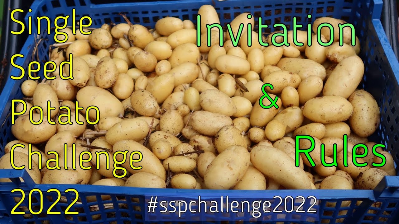 Single Seed Potato Challenge 2022 - Invitation and Rules