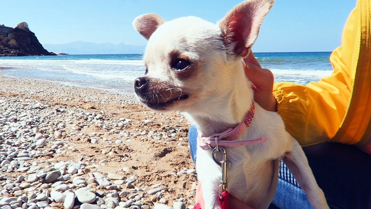 REAZIONE DELLA NOSTRA CUCCIOLA AL MARE!
