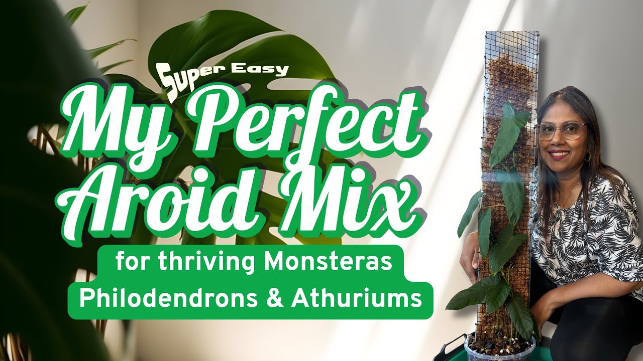 How to Make the Best Aroid Soil Mix 🌱 | For Monsteras, Philodendrons & Anthuriums