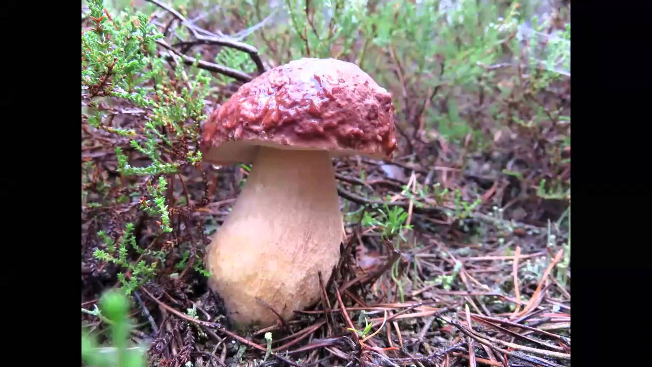 Borowik sosnowy (Boletus pinophilus) 2014