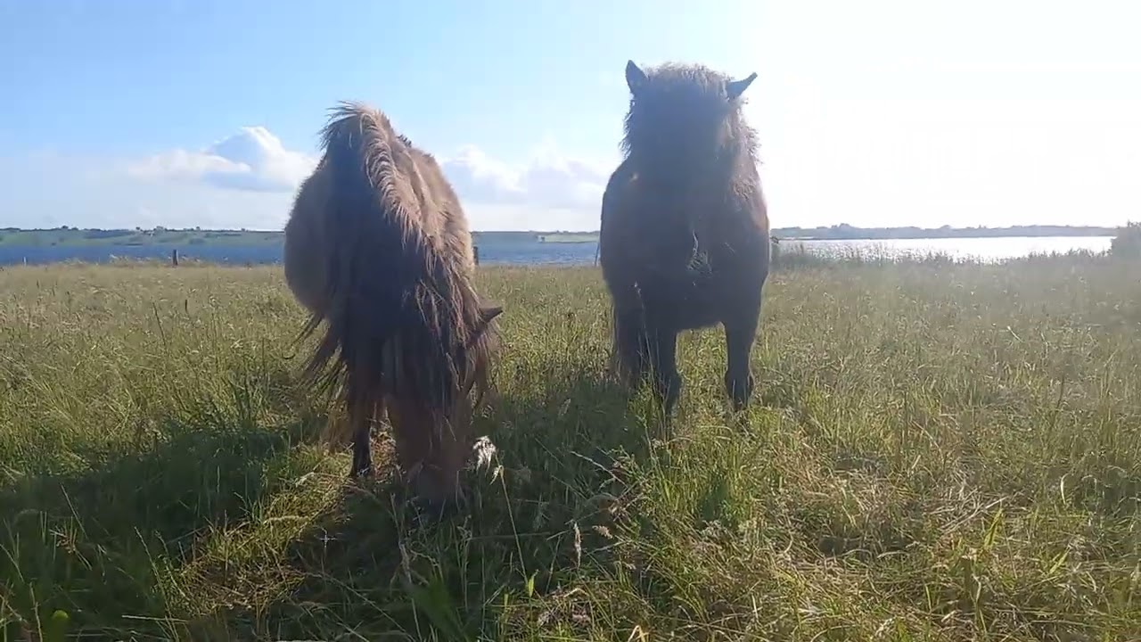 Die Wallache haben einen Logenplatz am Meer