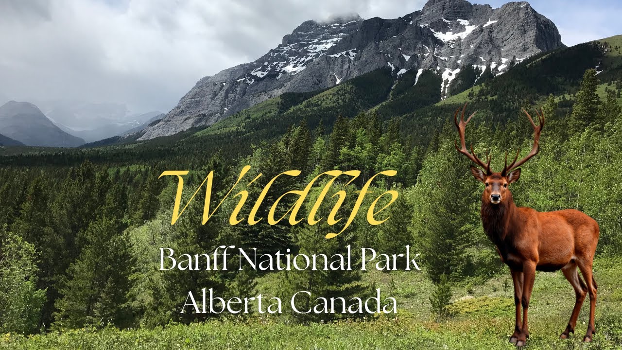 Meet the Wildlife on Your Trip to Banff National Park