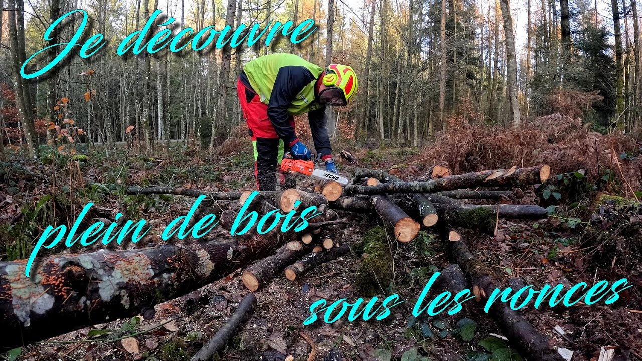[EN MODE BUCHERON] JE DÉCOUVRE PLEIN DE BOIS SOUS LES RONCES🌳🪓🪵🪚🌲