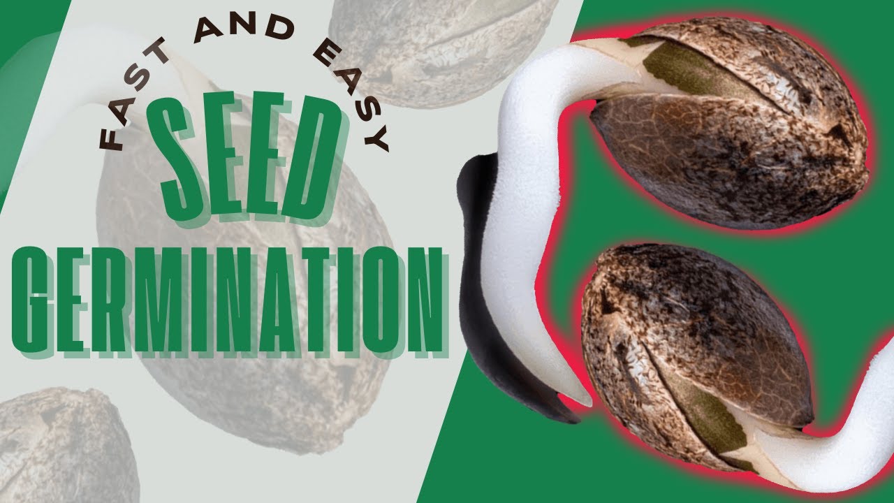 Fast & Easy Seed Germination: 100% Success Guaranteed | How to Germinate Seed in 2024 | G7 Genetics
