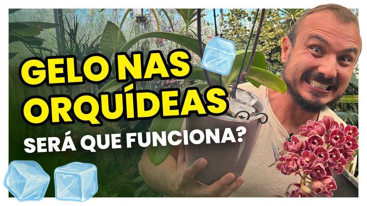 Gelo nas orqu&iacute;deas mito ou verdade?