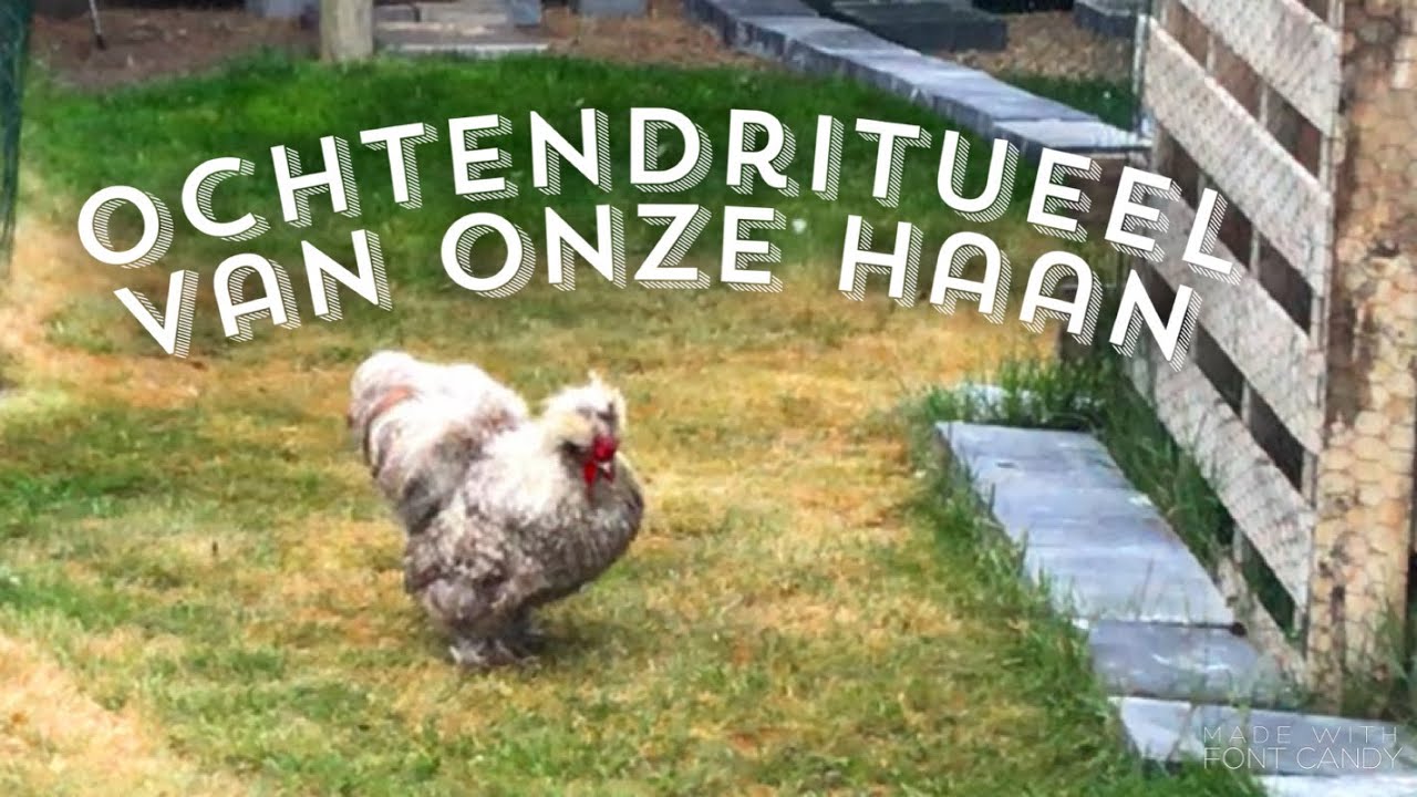 Dit geloof je niet !! Zijdehoen haan