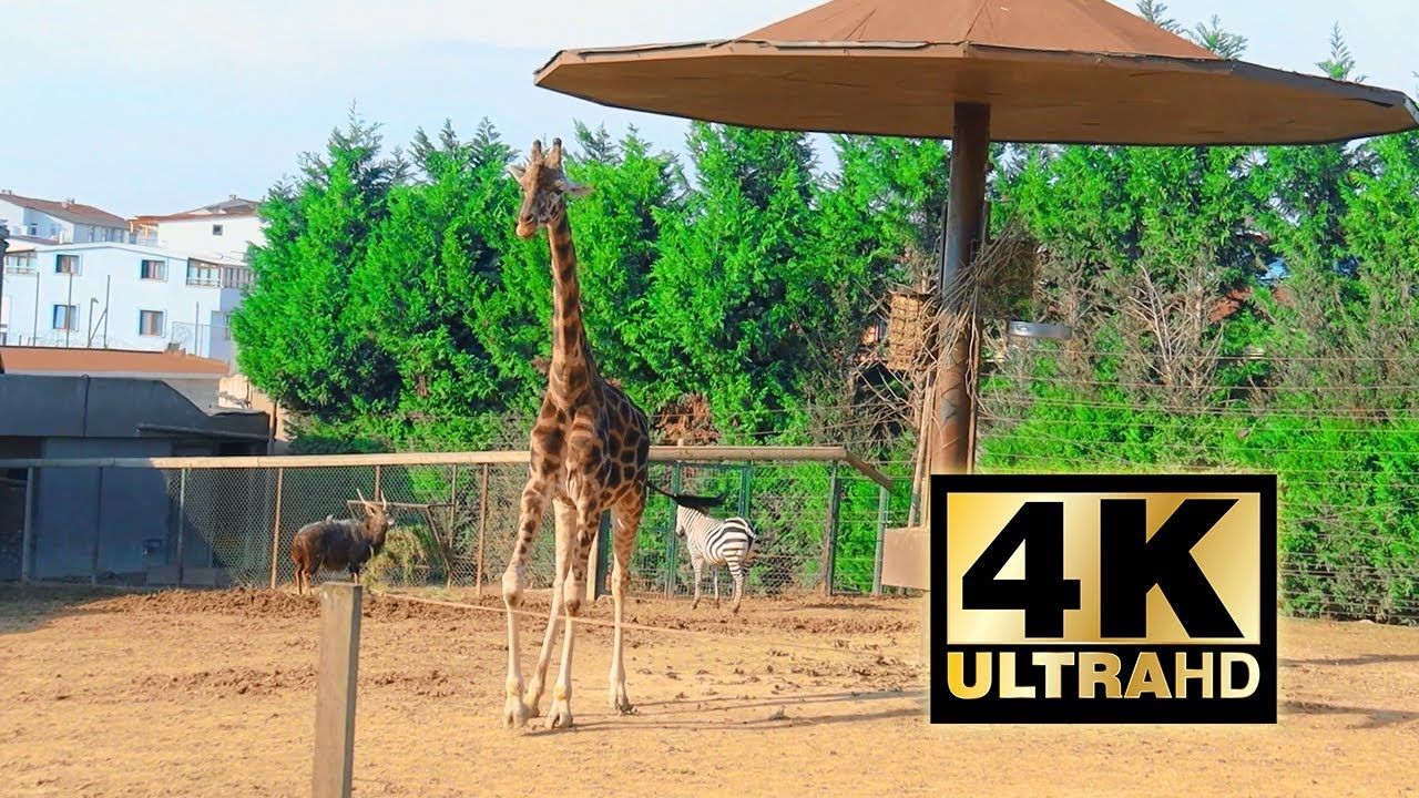 Giraffes in the zoo 4k
