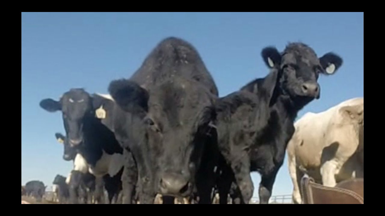 Коровы лижут мне ноги. #CowlickChallenge