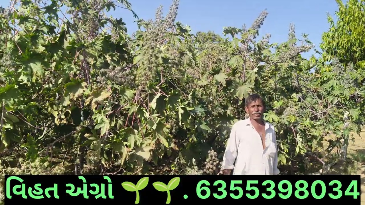 //વિશ્વાસ 77 દિવેલા 🌱🌱. ગામ ઉંબરી ખેડૂતો ખરીદી @વિહત એગ્રો. 6355398034.ઓનલાઇન //