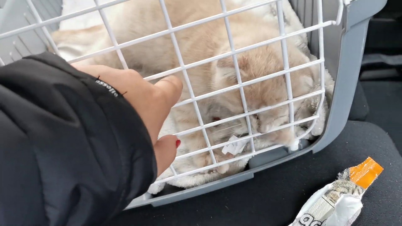 Balu zieht ein - Zusammenführung von Katzen