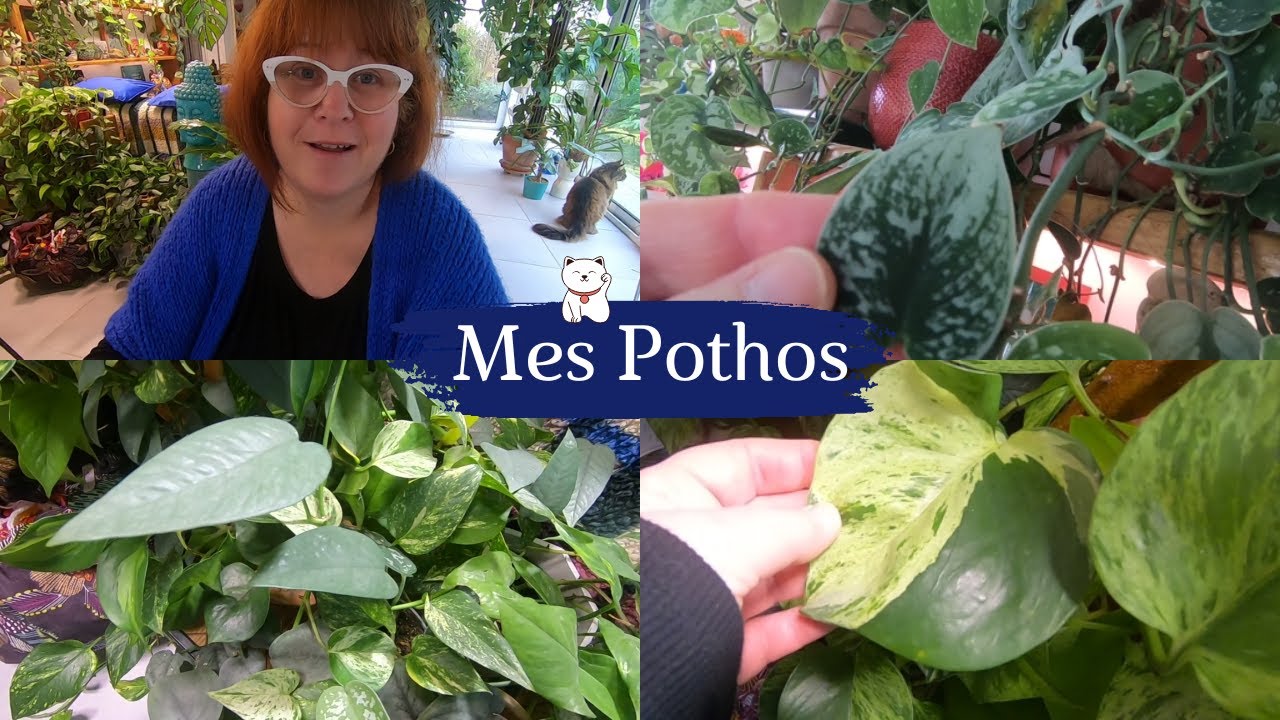 MES POTHOS 🌿 Quelle belle et grande famille | UPDATE de ma 