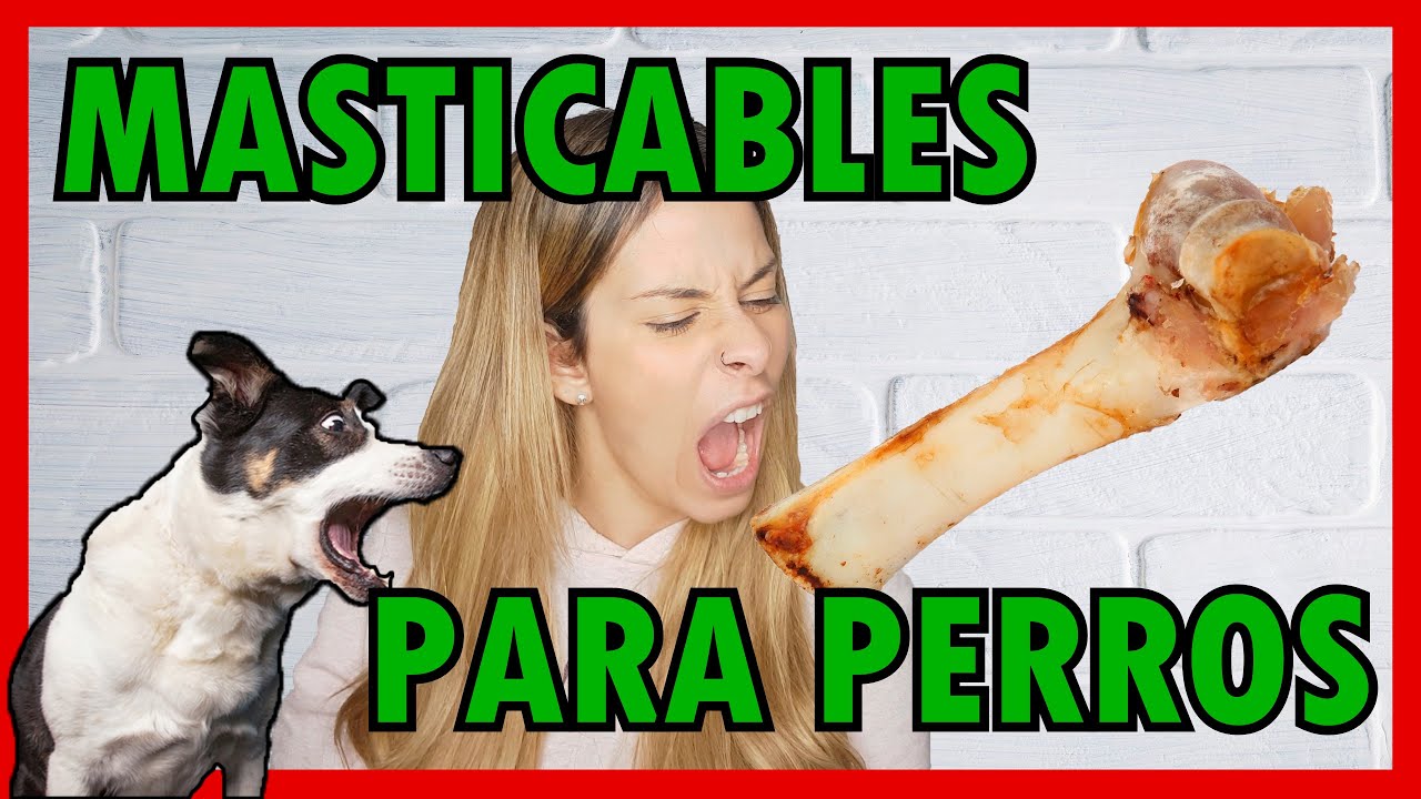 SNACKS PARA PERROS MASTICABLES🍗 | Introducción al mundo de MASTICABLES para PERROS y sus BENEFICIOS