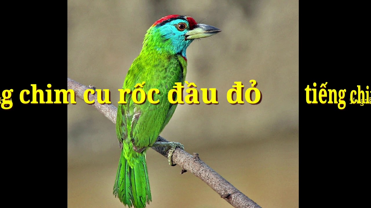 Tiếng chim cu rốc đầu đỏ -Blue-throated_Barbet -hoàng kiên vlog