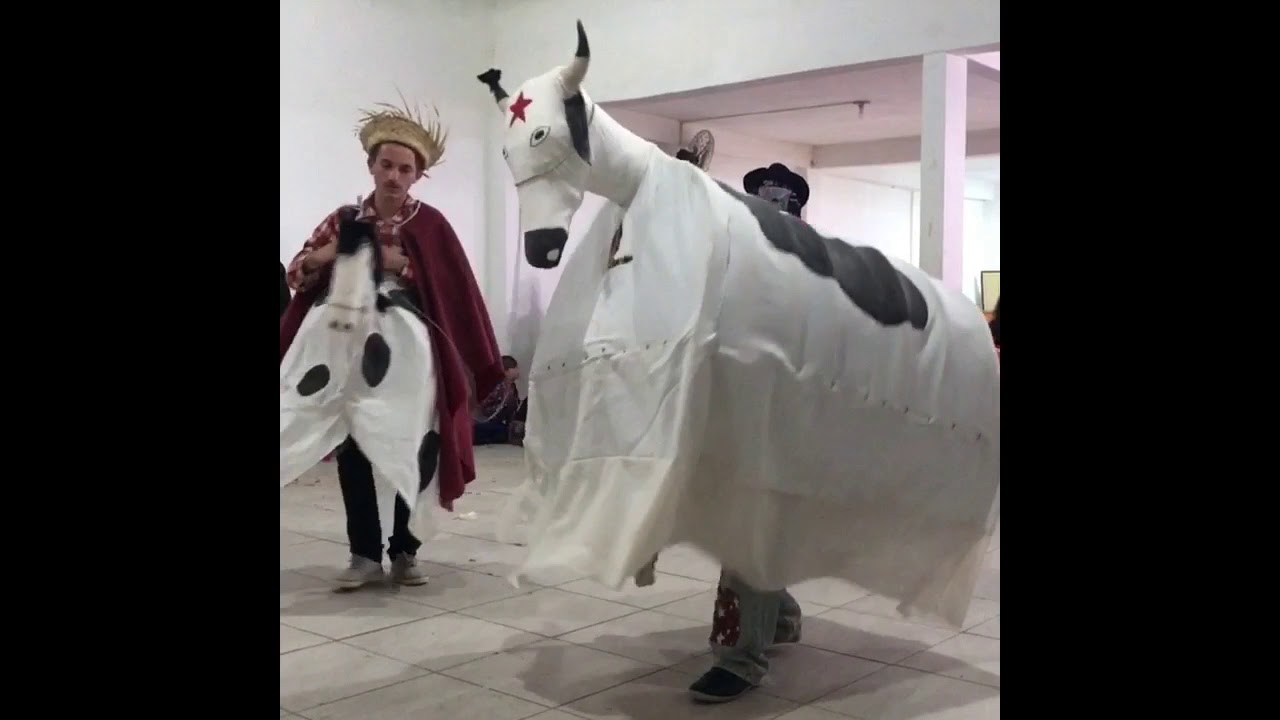 Antiga tradi&ccedil;&atilde;o do boi-de-mam&atilde;o da Caieira da Barra do Sul