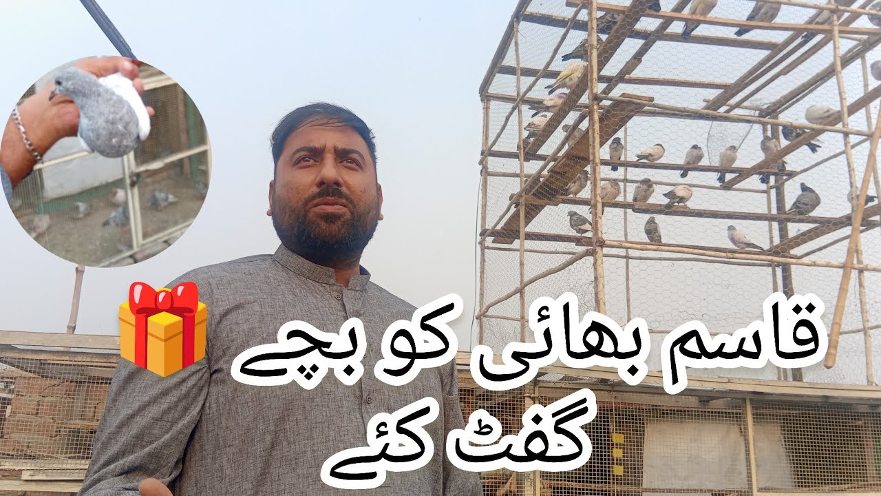 Qasim Bhai Ko Aj Bache Gift 🎁 Kiye Kamangar or Salety Bache | Pigeon Baby For Sale Location Lahore 