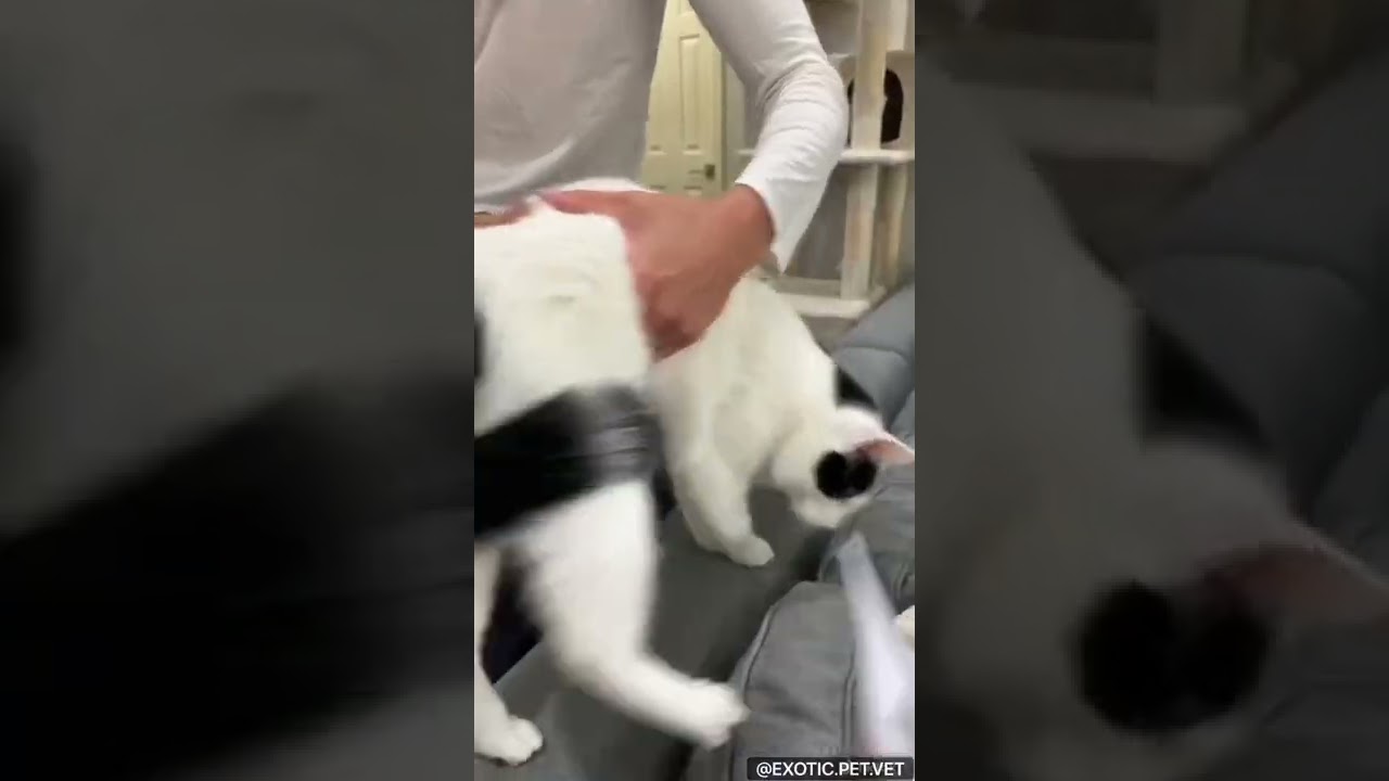 When a veterinarian takes a cat’s temperature