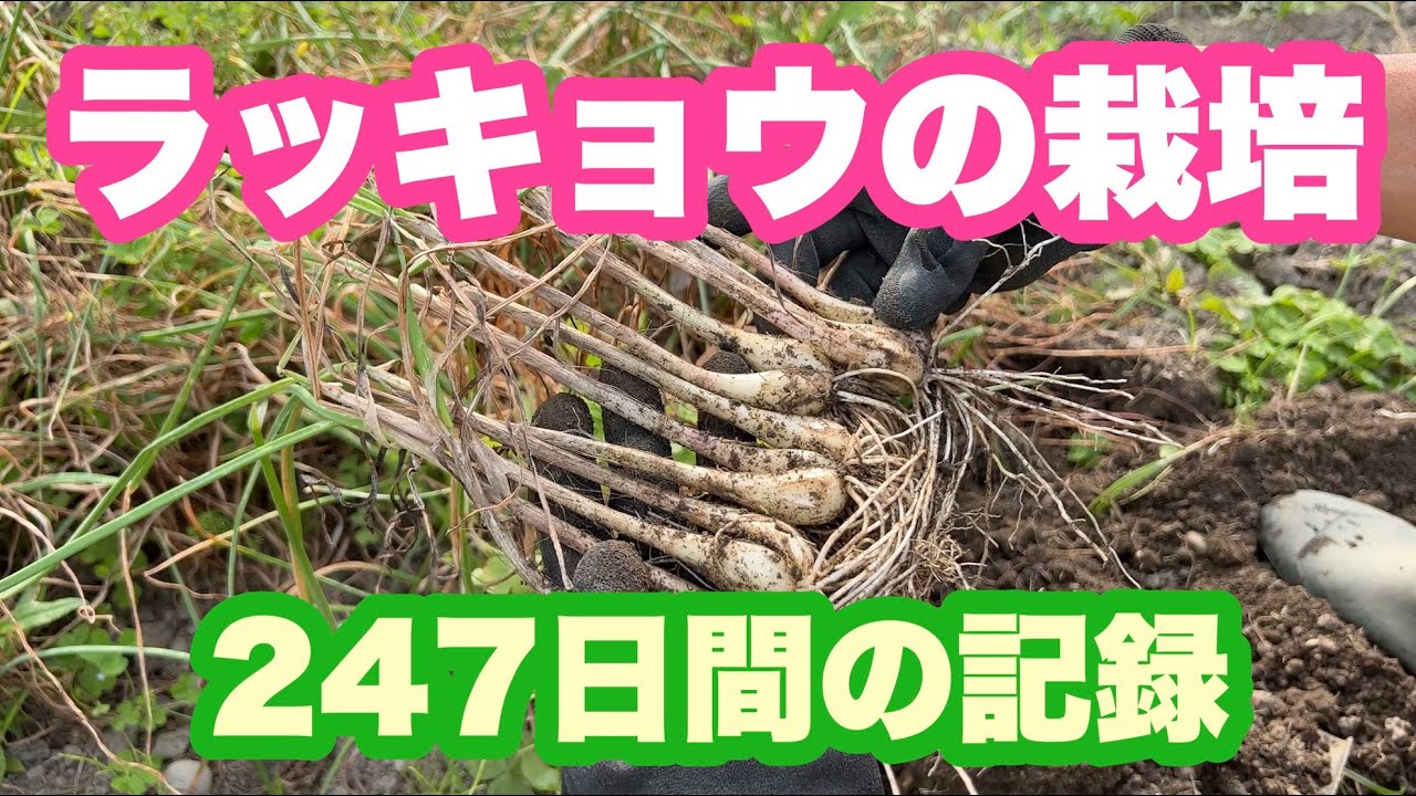 ラッキョウの栽培記録  植え付けから収穫まで247日間の記録
